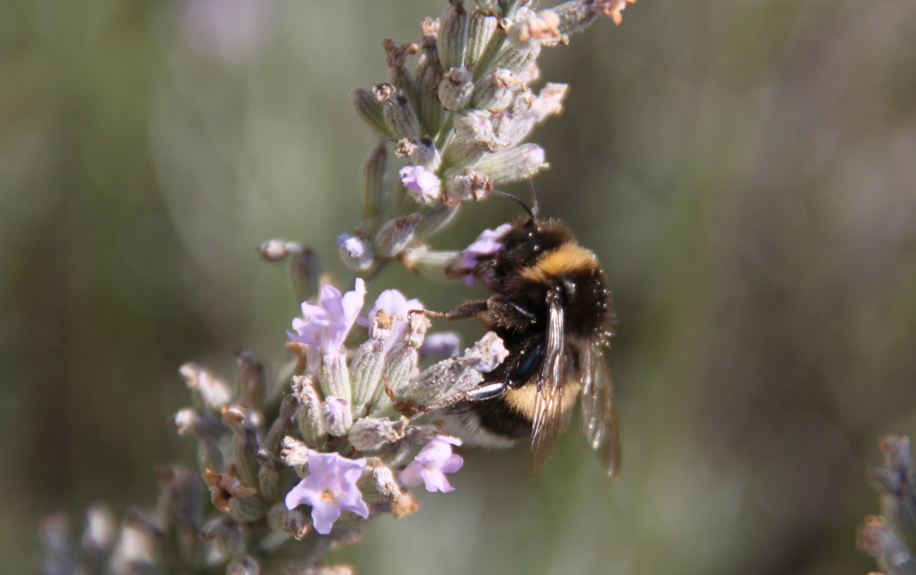 Lavendel_Biene Lavendel_Biene