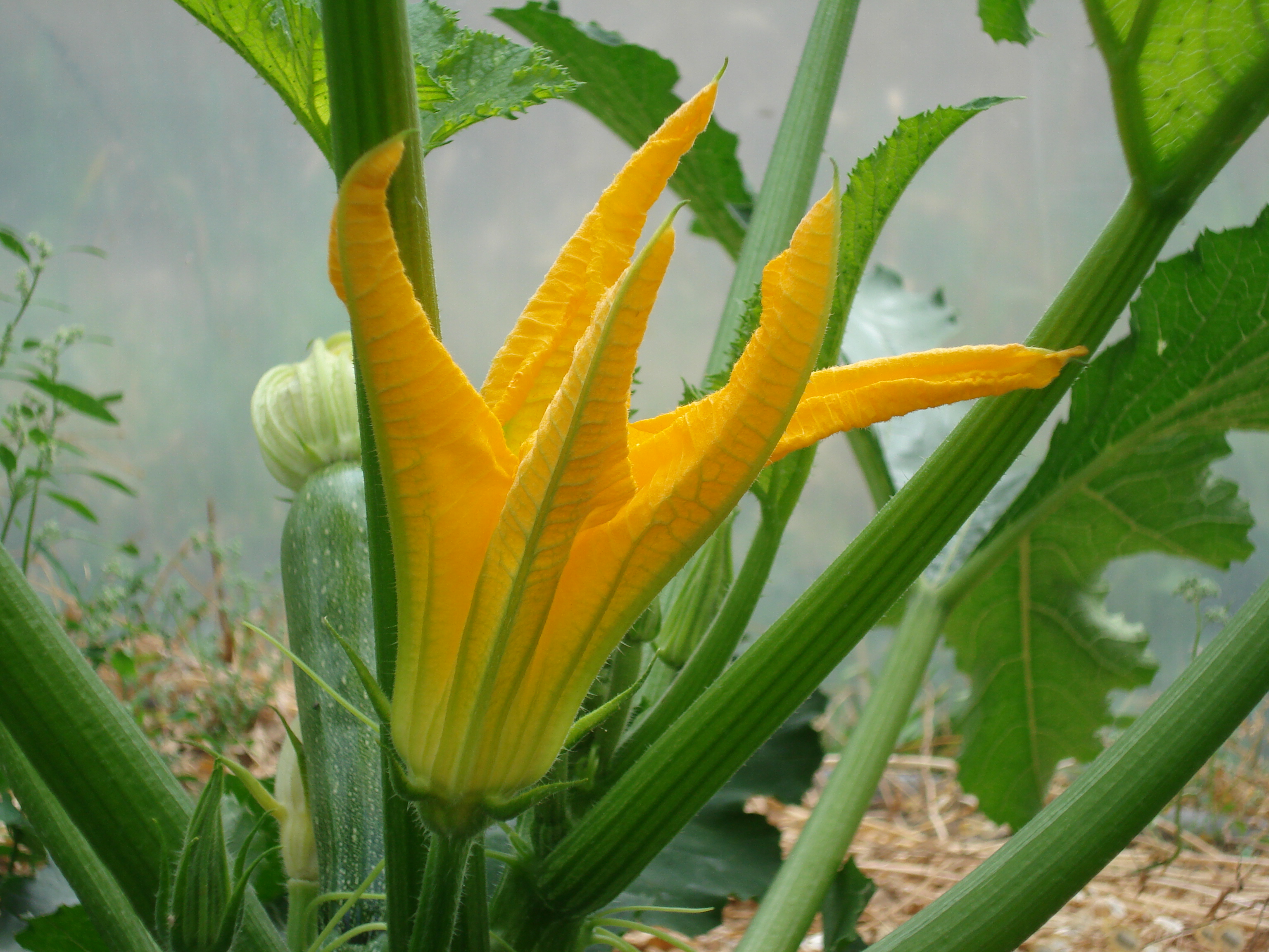 Zucchinibluete Zucchinibluete.jpg